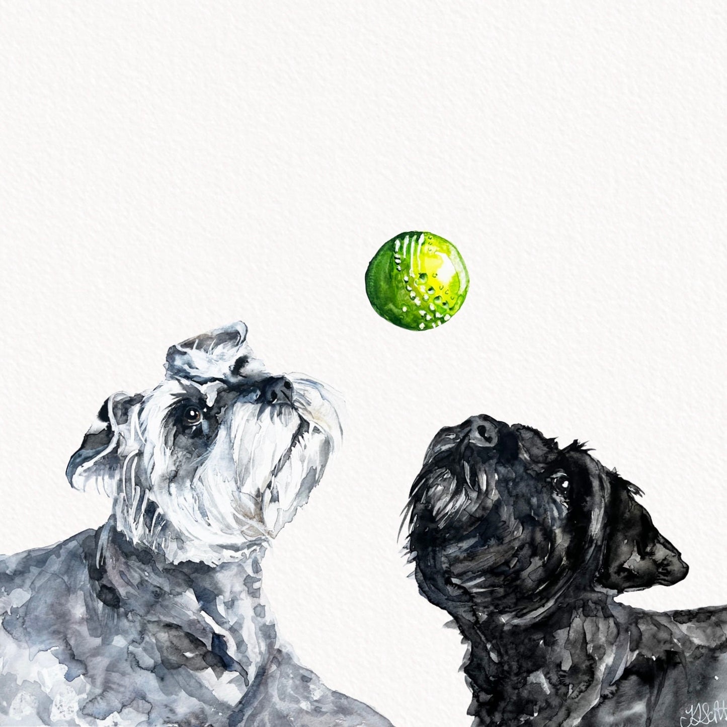 Commissioned Dog Portrait of Two Minature Schnauzers