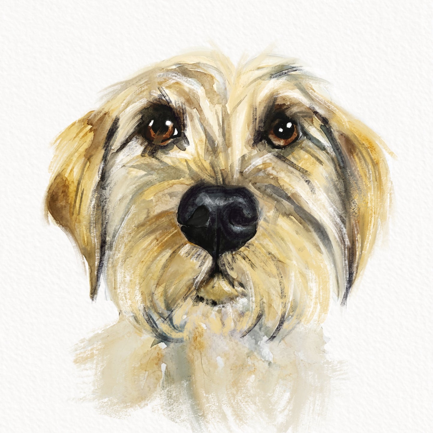 Norfolk Terrier Greeting Card  - Perfect for Birthdays, Special Occasions or Just Becausee