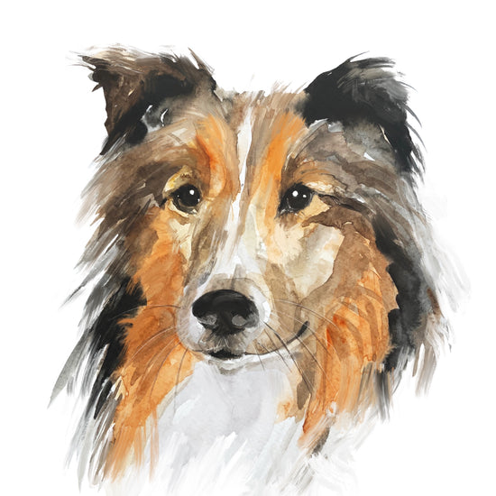 Load image into Gallery viewer, Shetland Sheepdog Greeting Card  - Perfect for Birthdays, Special Occasions or Just Because
