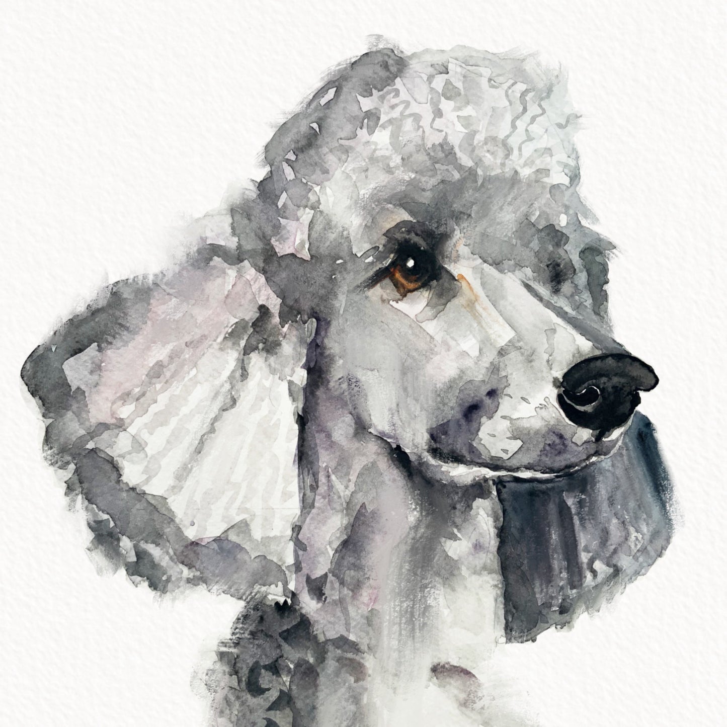 Load image into Gallery viewer, Standard Poodle
