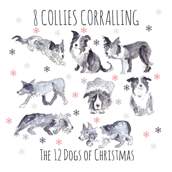 8 Collies Corralling - Greeting Card