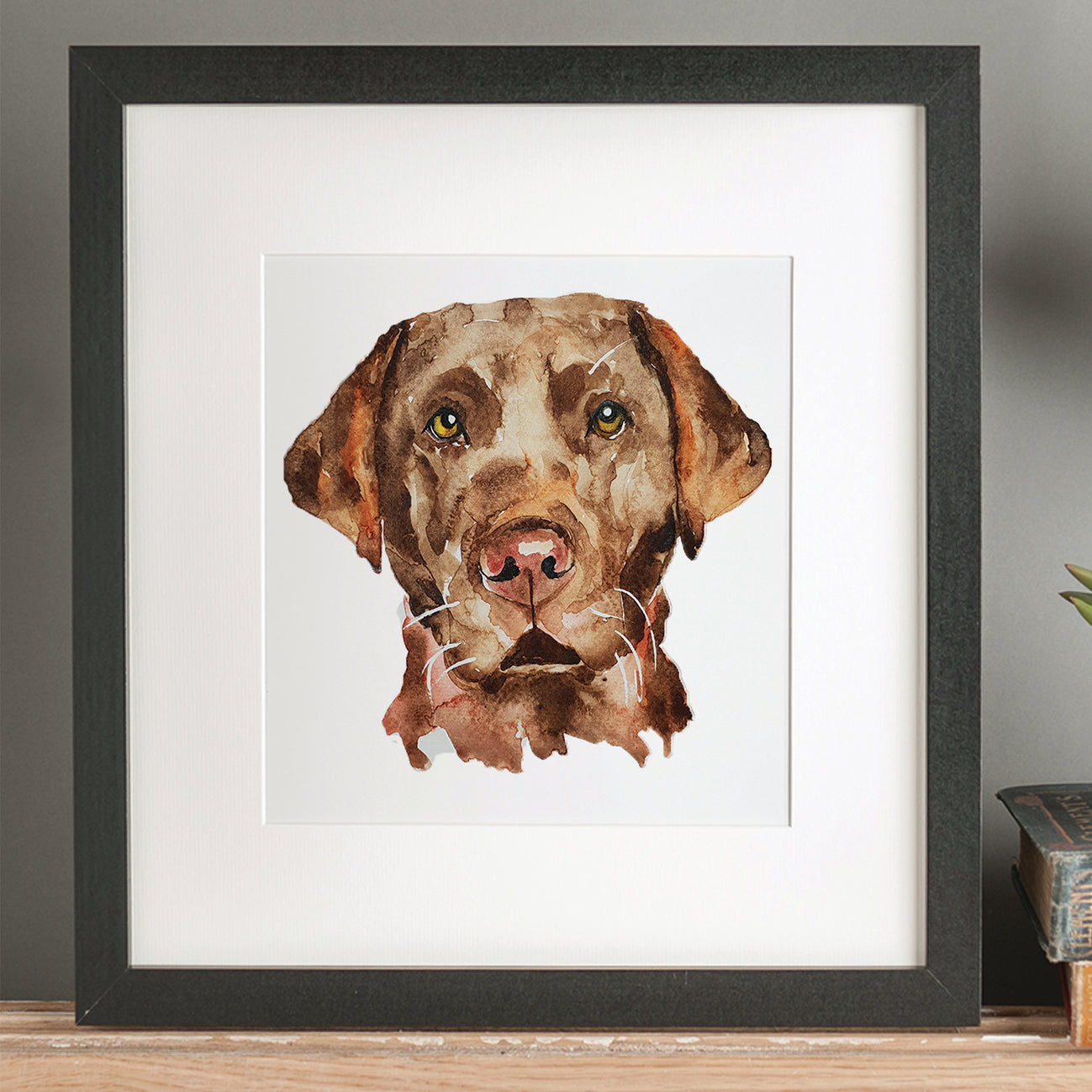 Framed Print: Chocolate Labrador