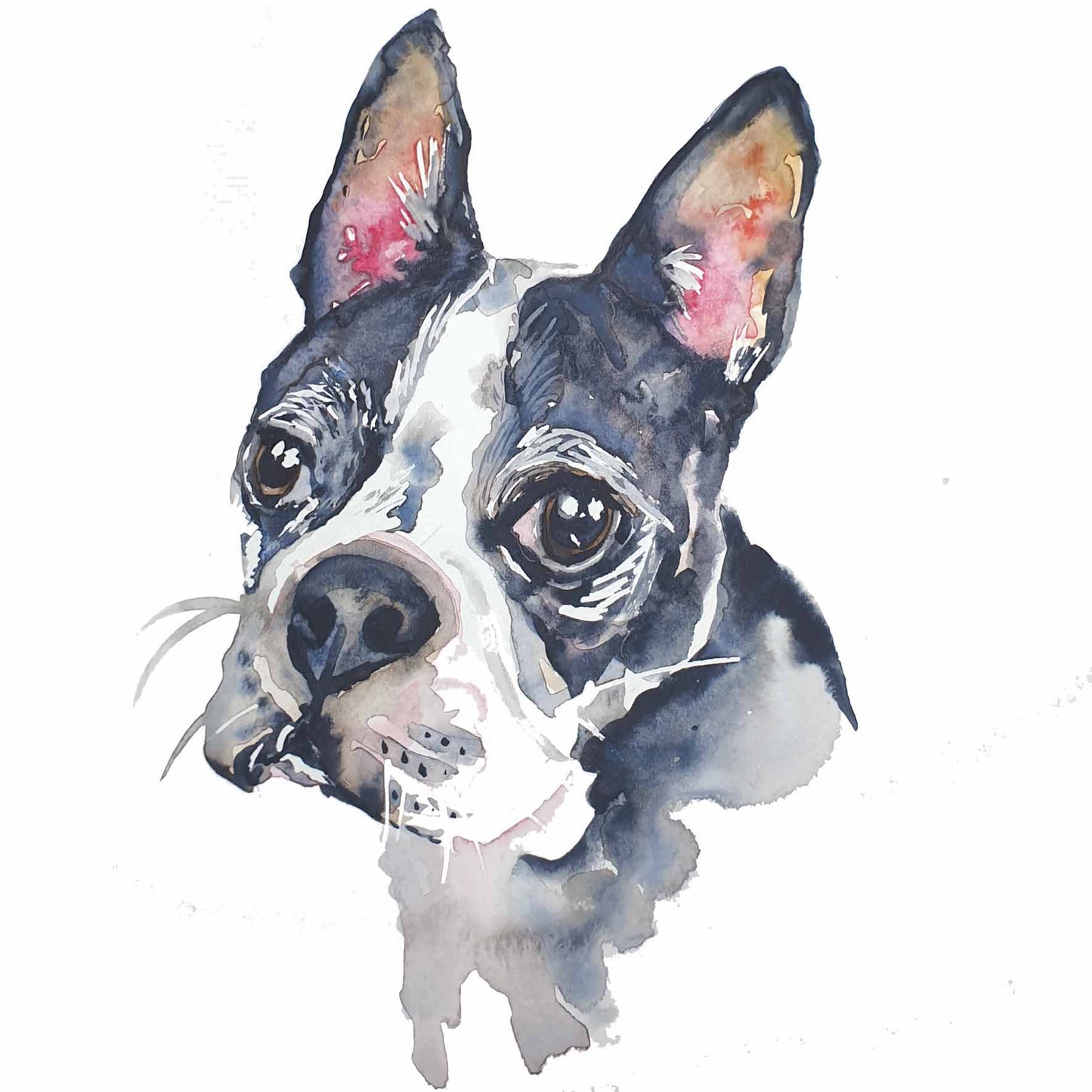 W179 - Boston Terrier