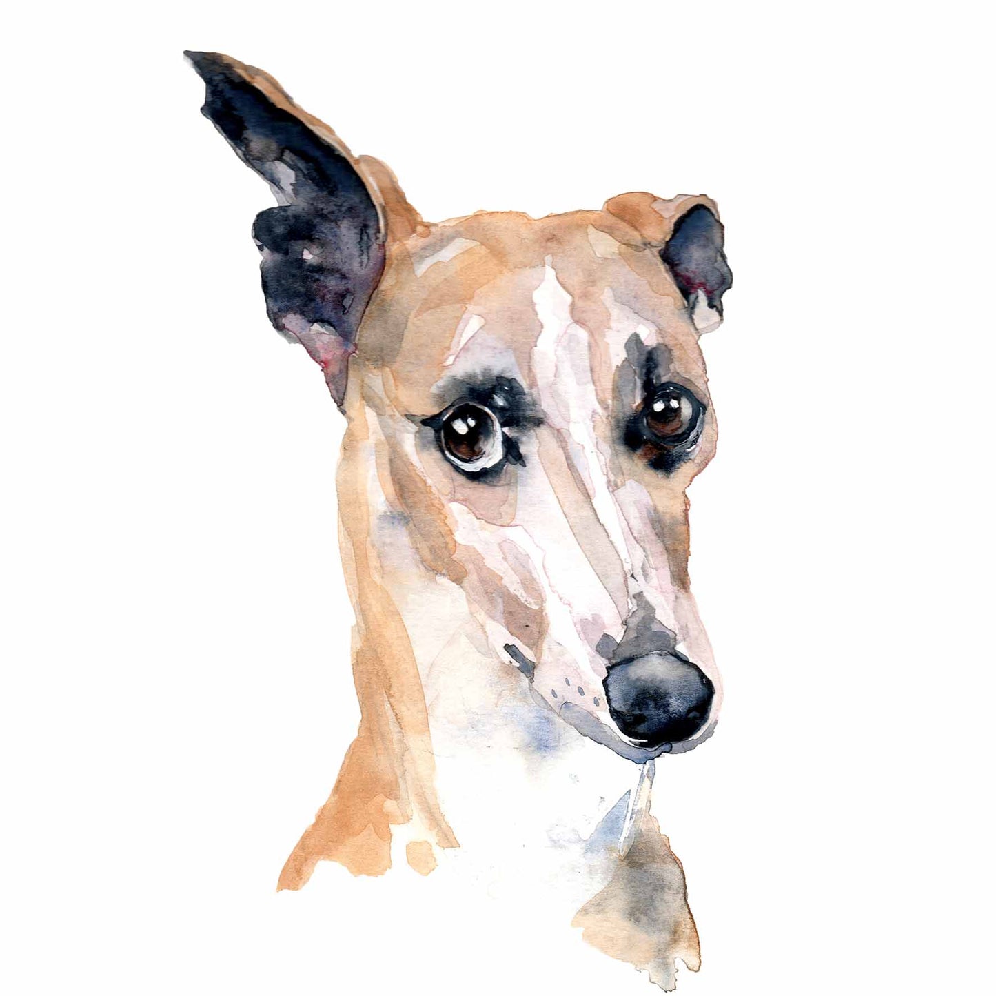W182 - Whippet